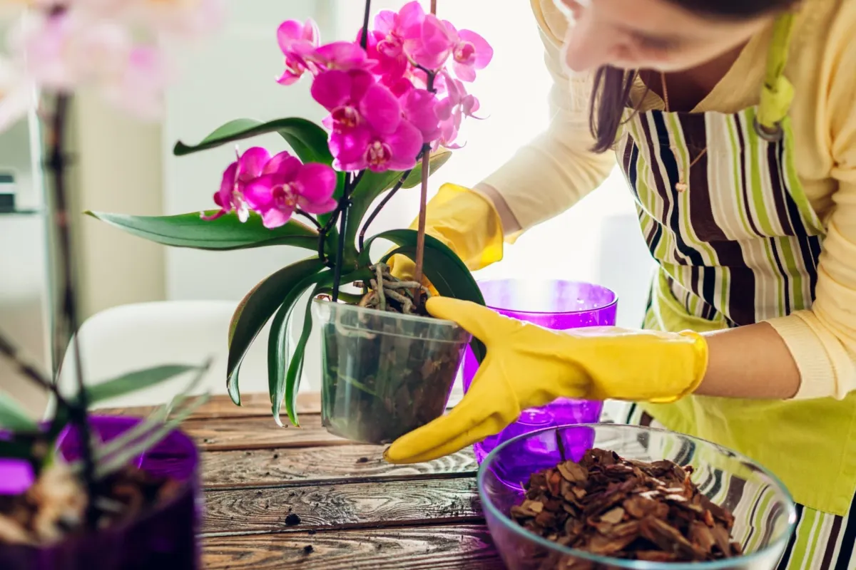 Where Do Orchids Grow Naturally?