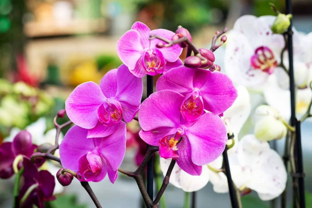 pink orchid