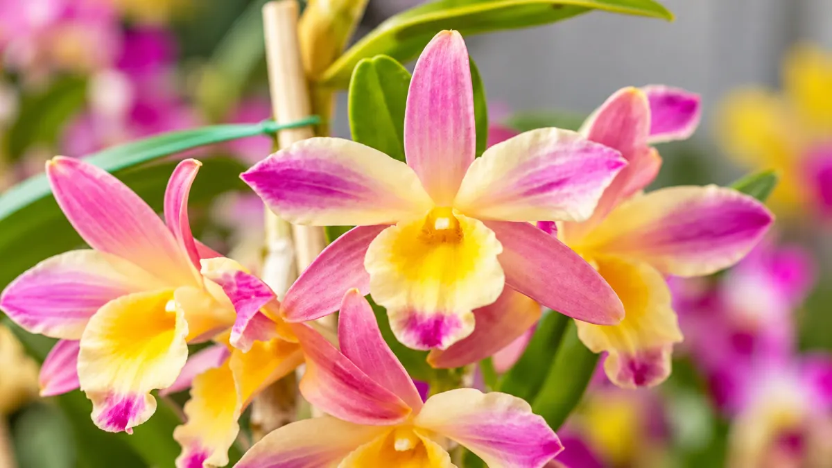 Dendrobium Orchid