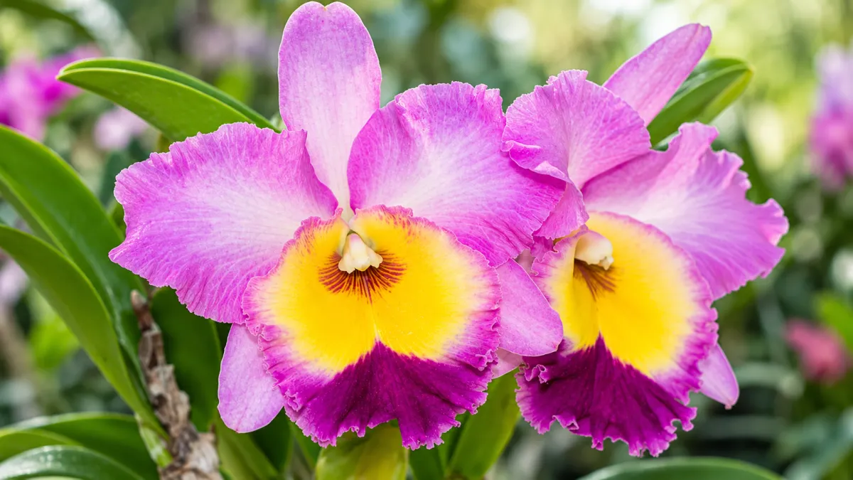 Cattleya Orchids