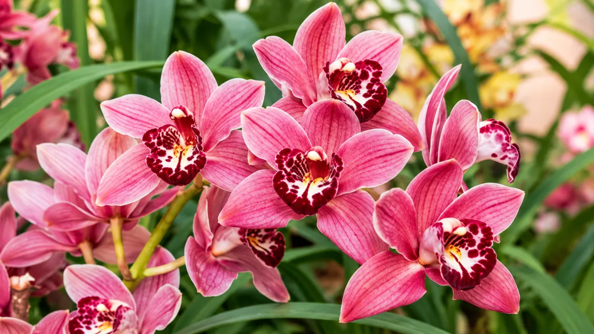 Cymbidium Orchid