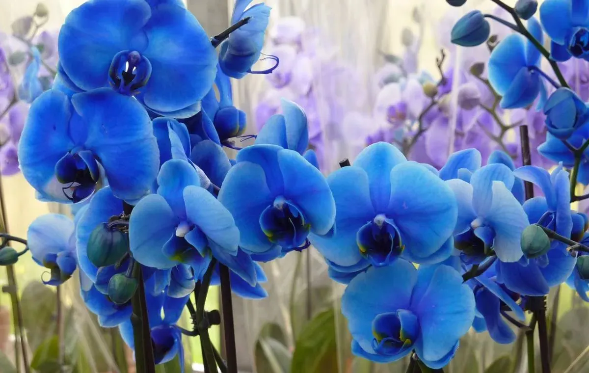 What Soil Is Best for Orchids?