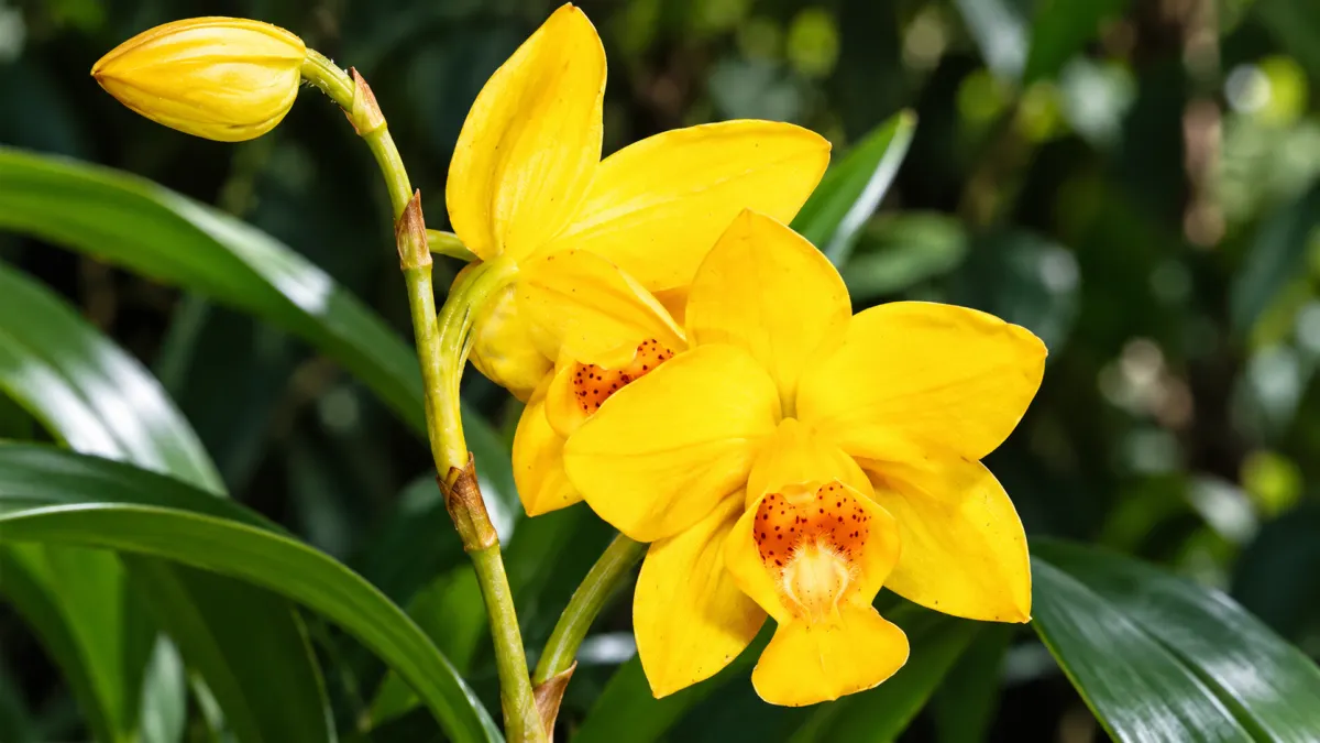 Yellow Orchids