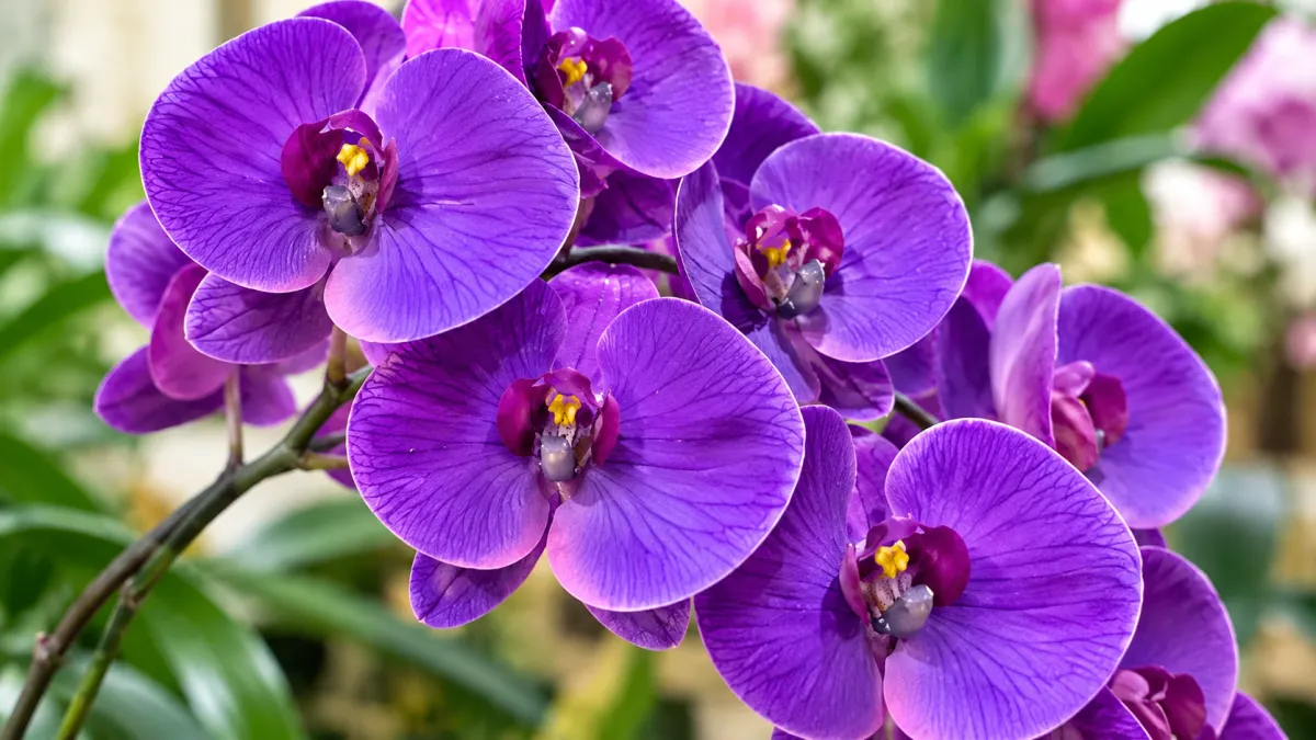 Purple Orchids