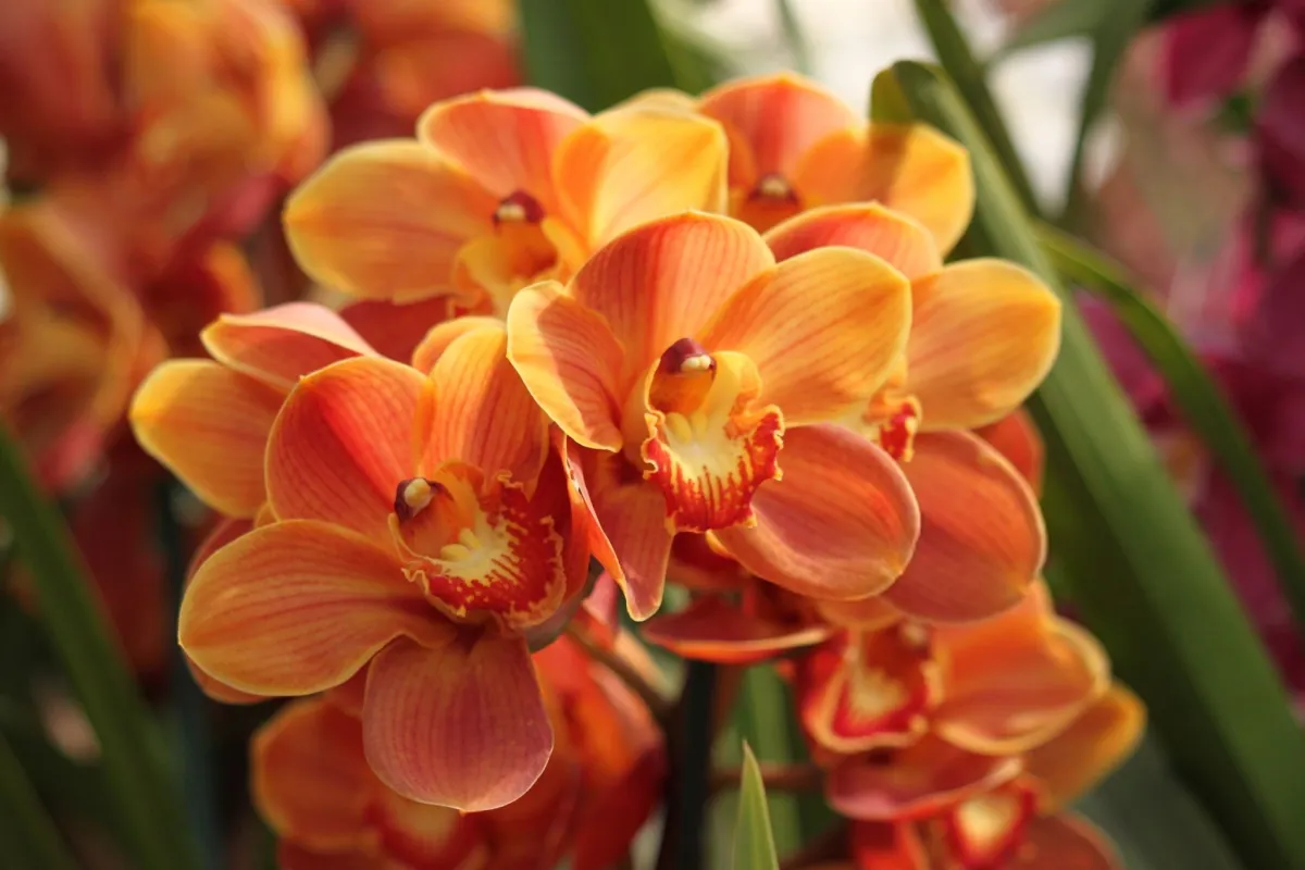 orange Orchid