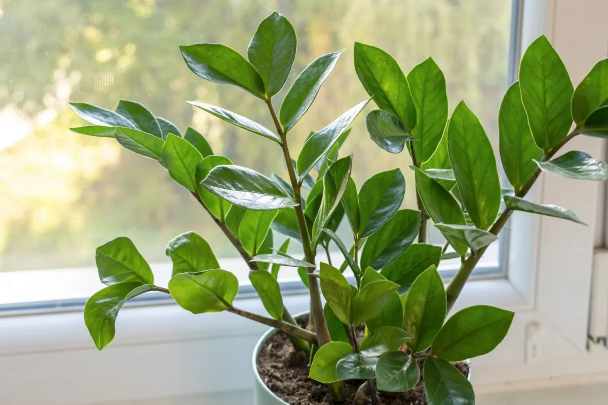 ZZ Plant (Zanzibar Gem)