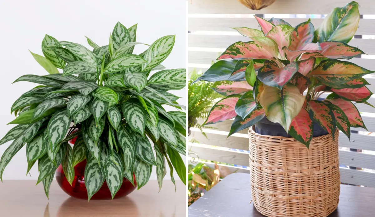 Aglaonema