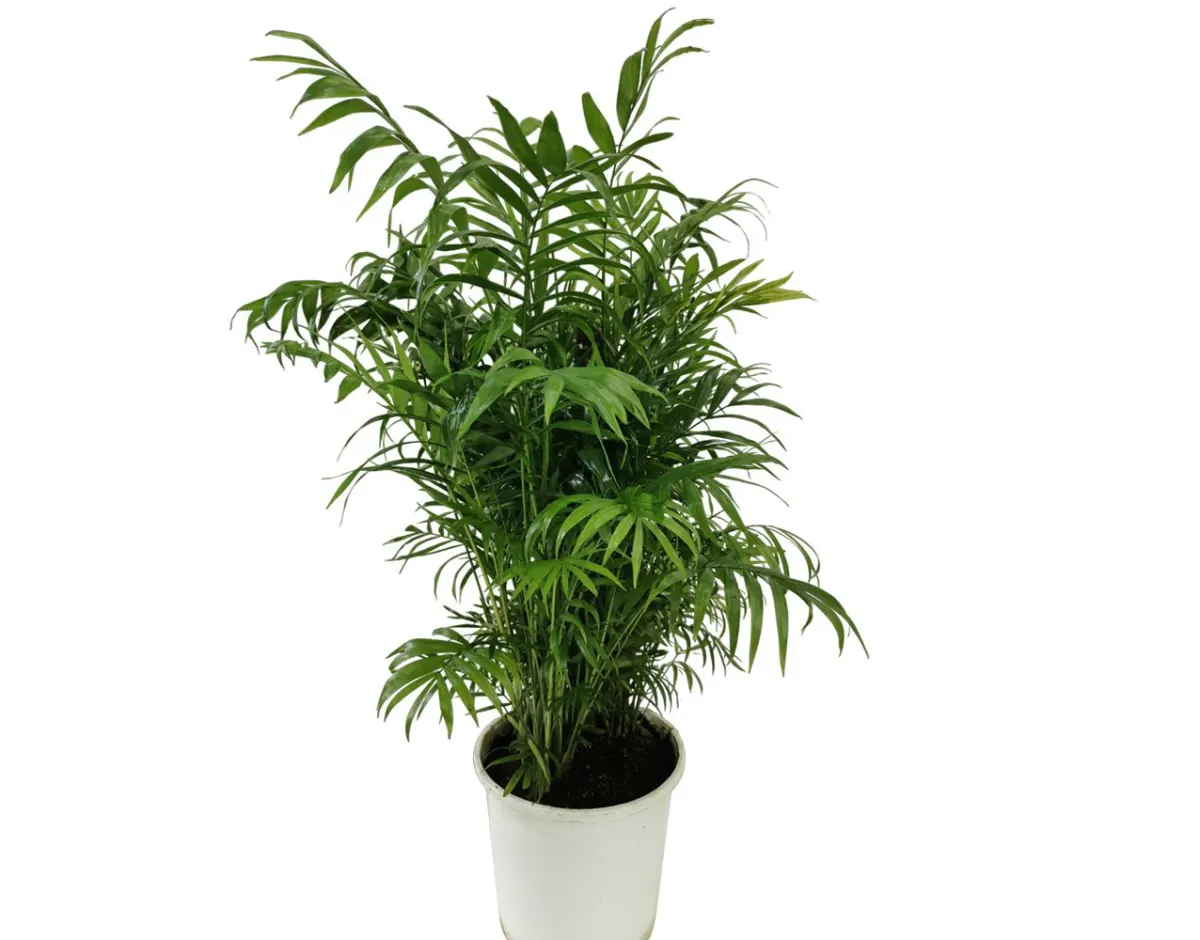 Parlor Palm