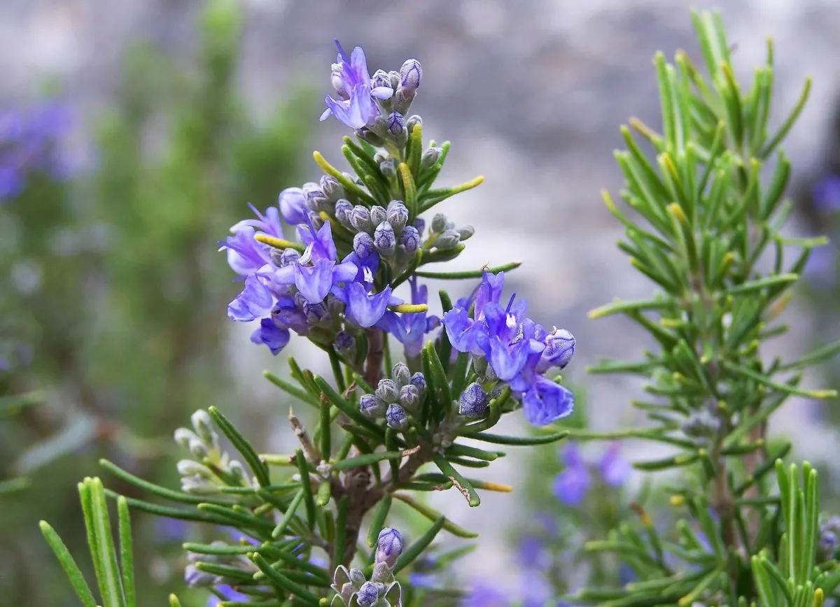 Rosemary