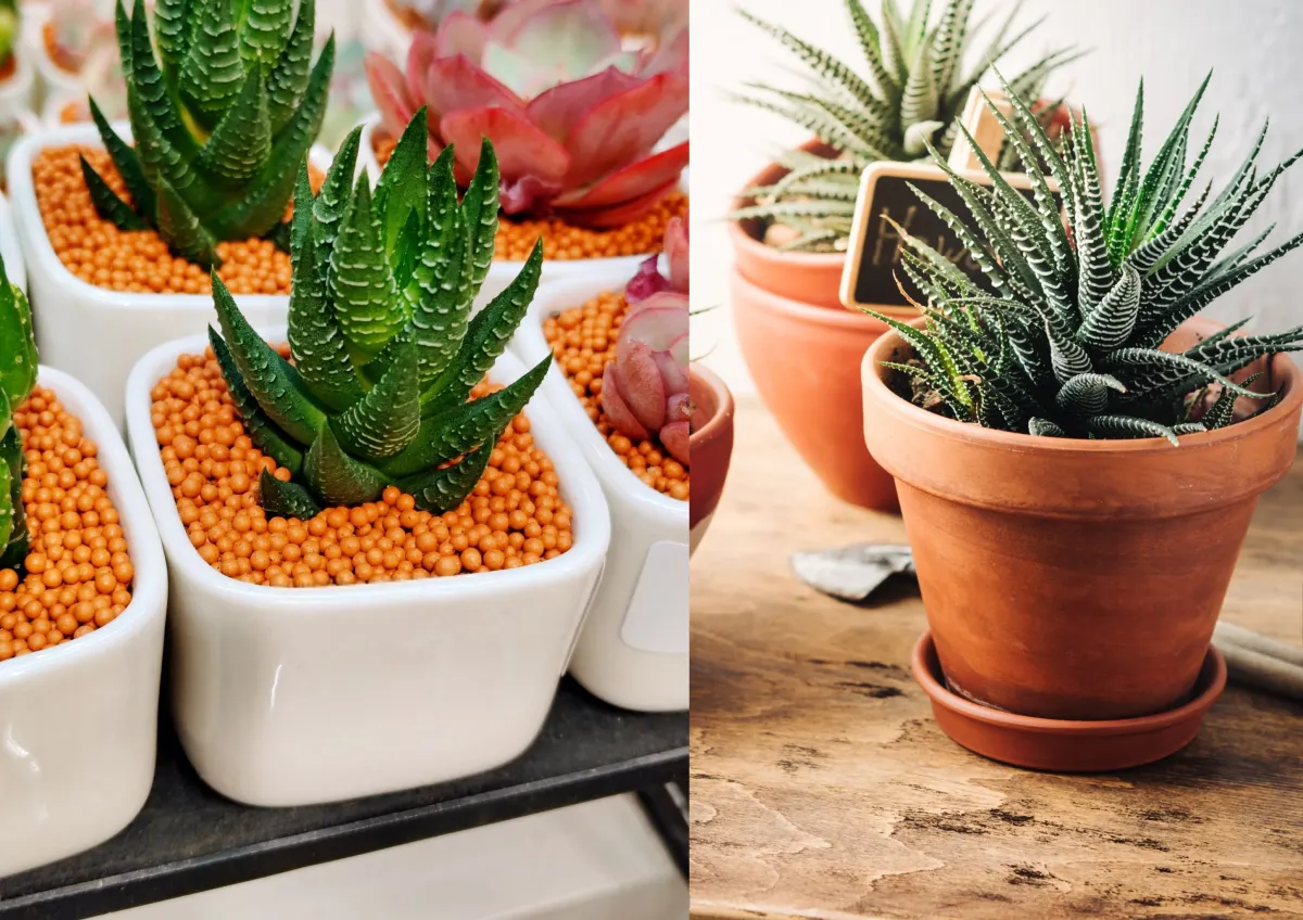 Haworthia