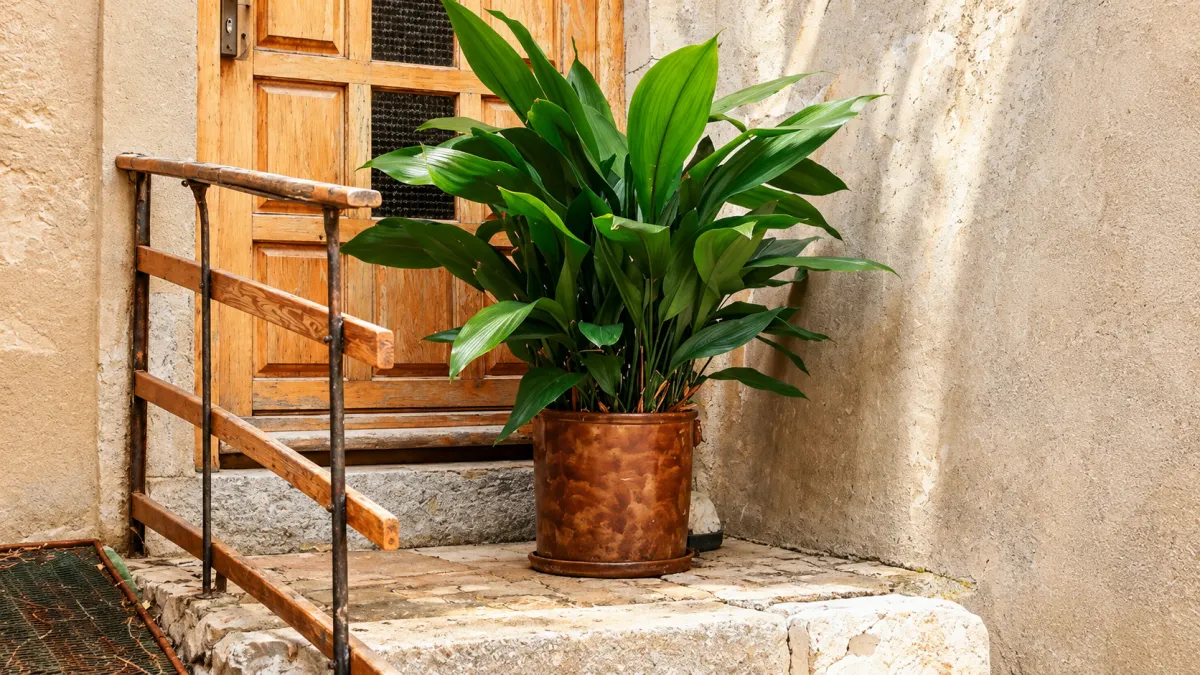 Cast-Iron Plant