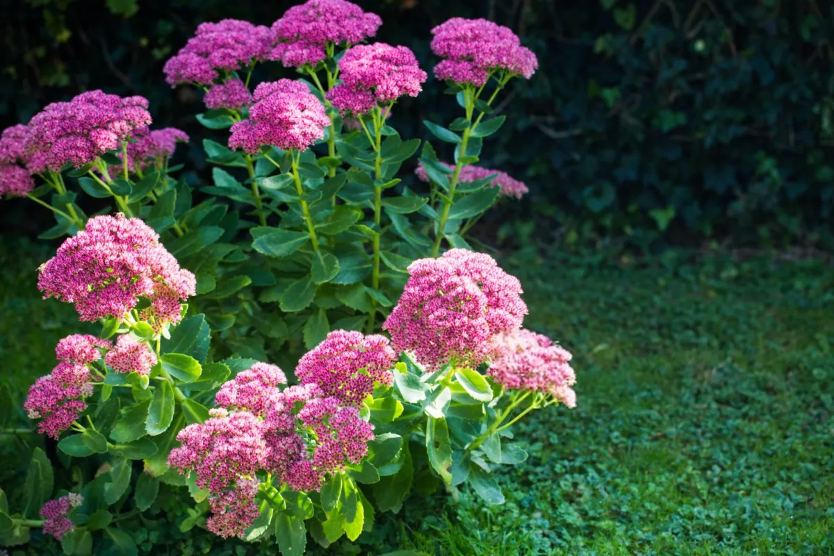 Sedum