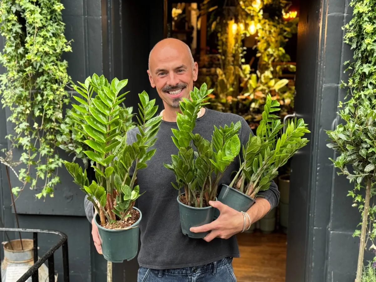 Signs Your ZZ Plant Needs Fresh Soil