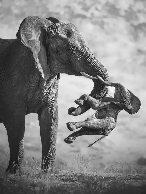 A Rare Behavior That Left a Wildlife Photographer Speechless