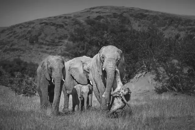 The Female Elephant Was Not the Calf’s Mother