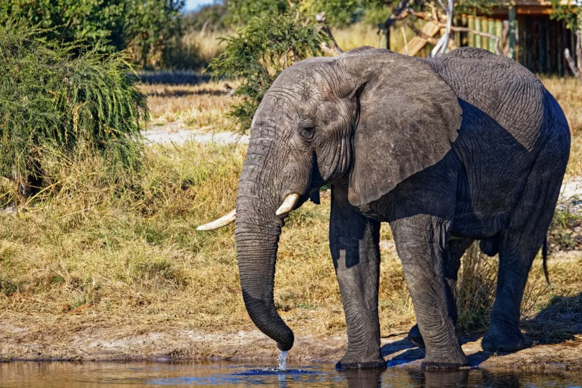 African elephants