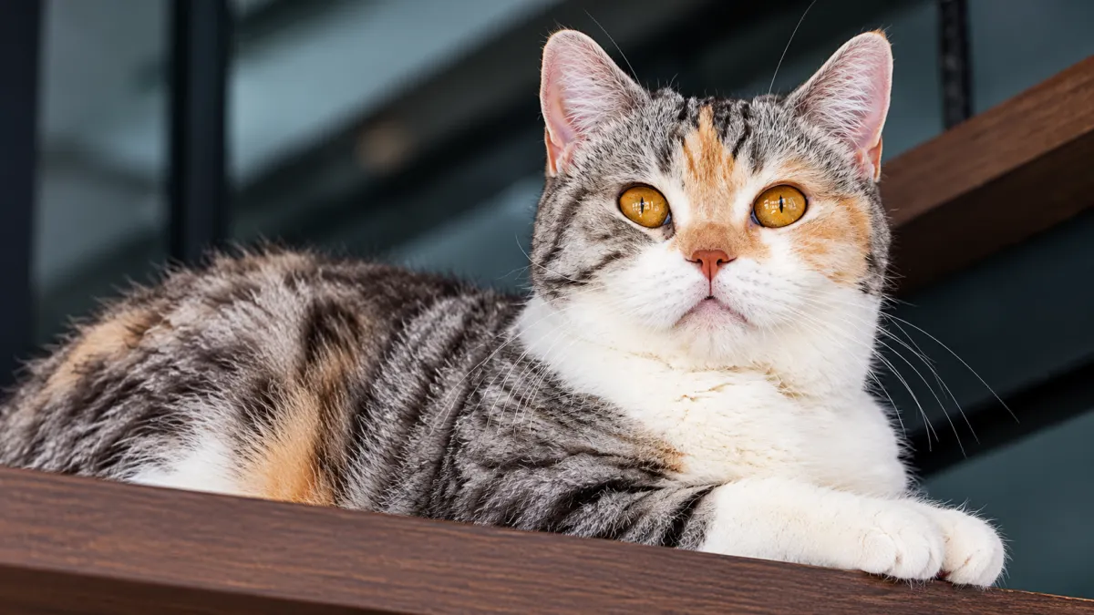 American Wirehair