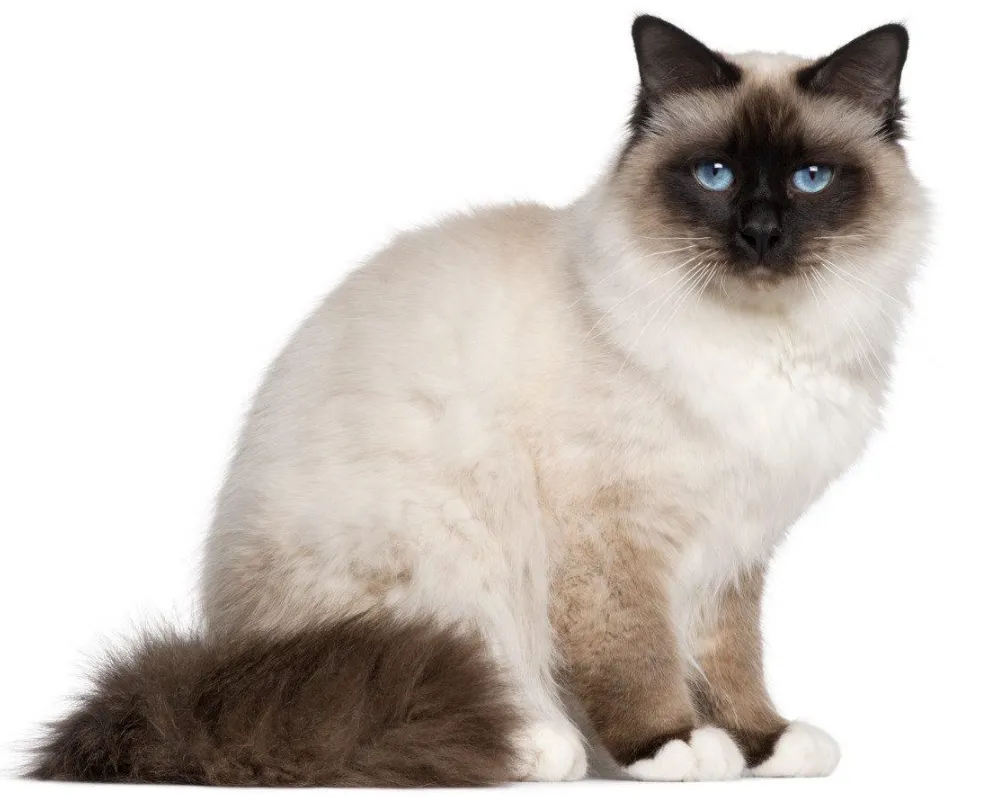Birman