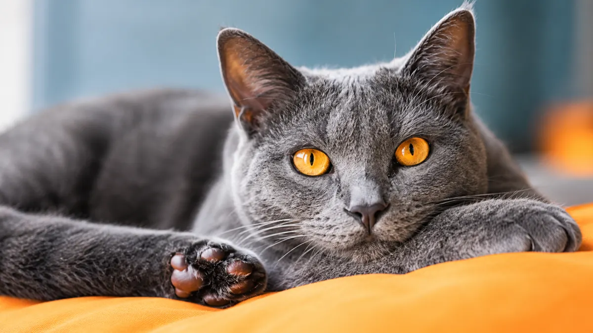 Chartreux Cat