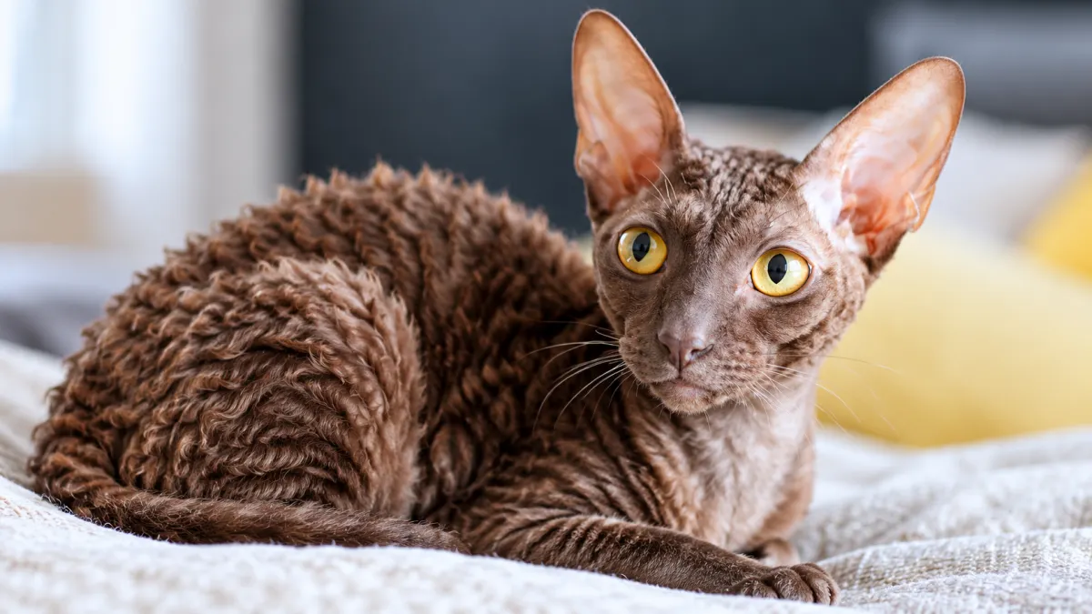 Cornish Rex