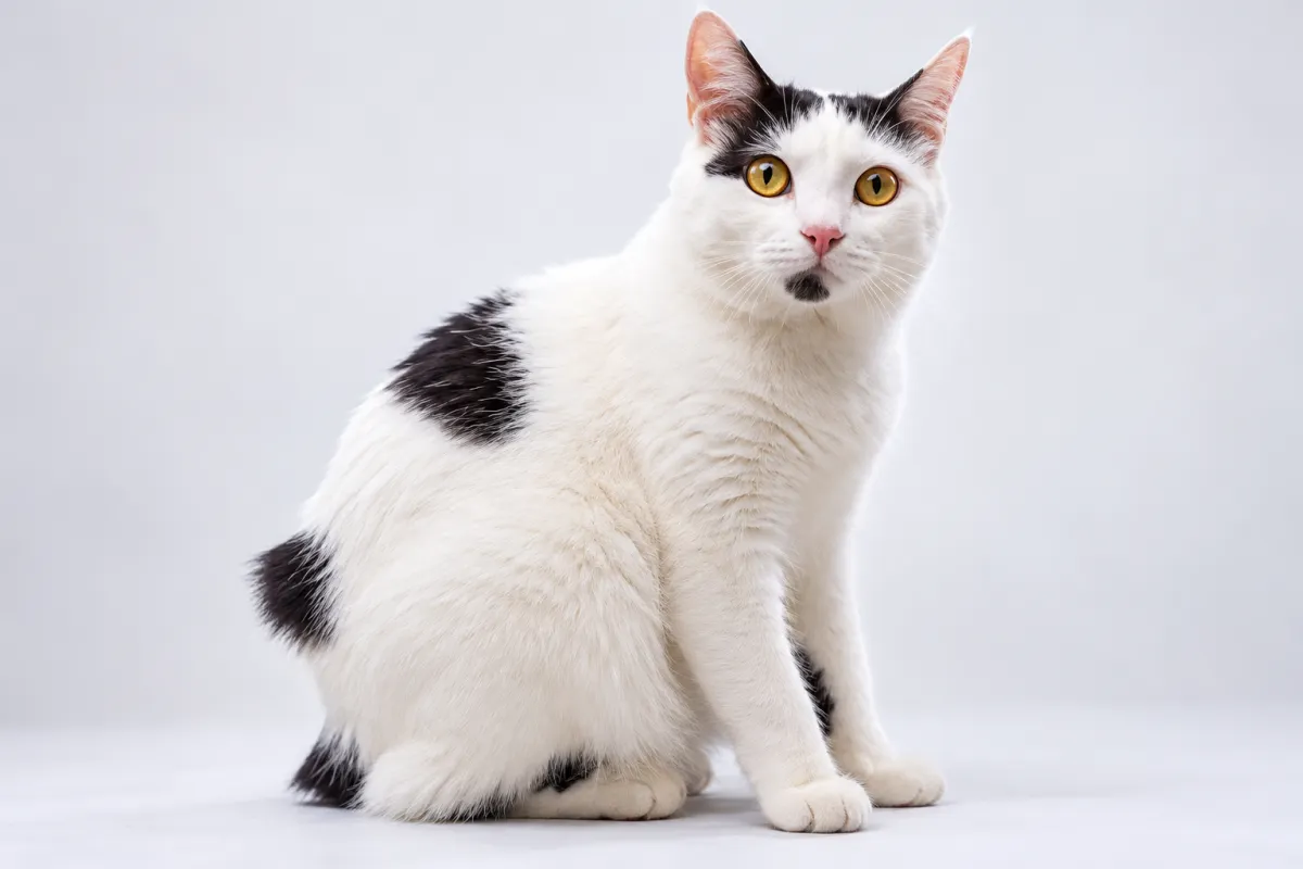 Manx Cat