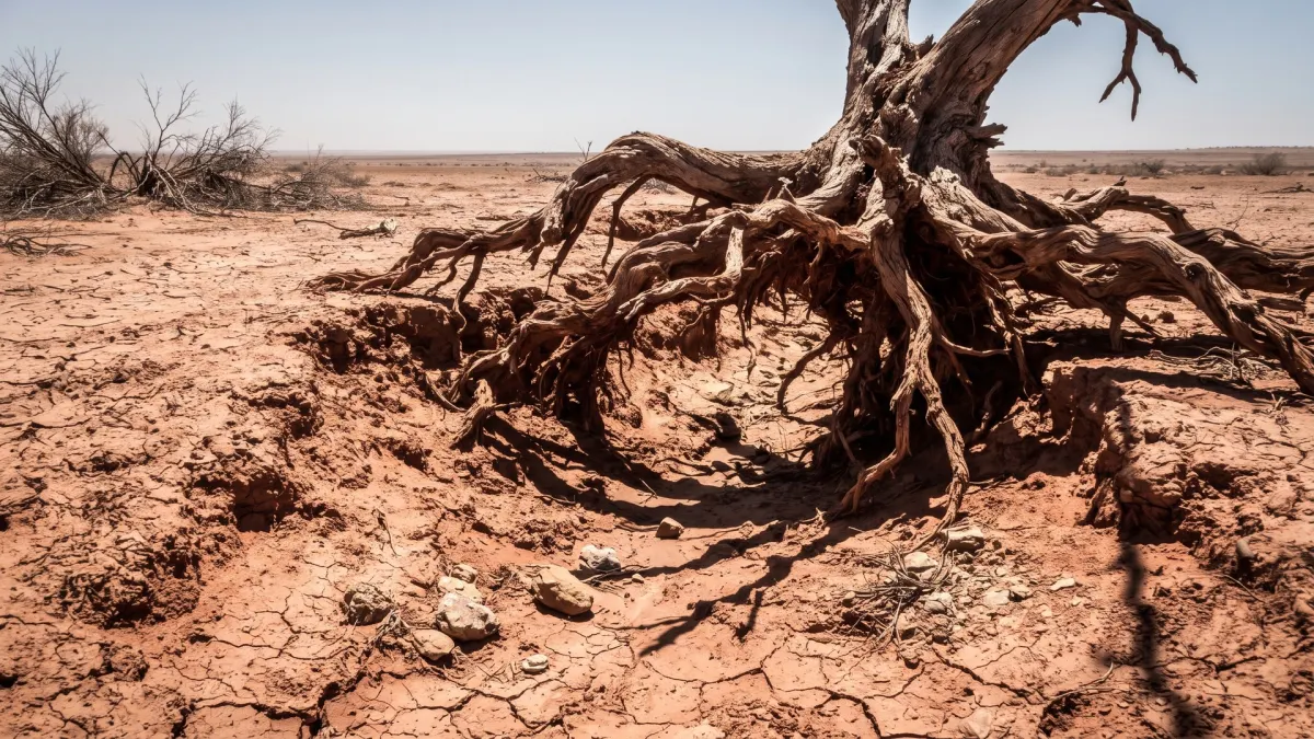 Severe Soil Erosion and Exposed Roots in Australian Outback