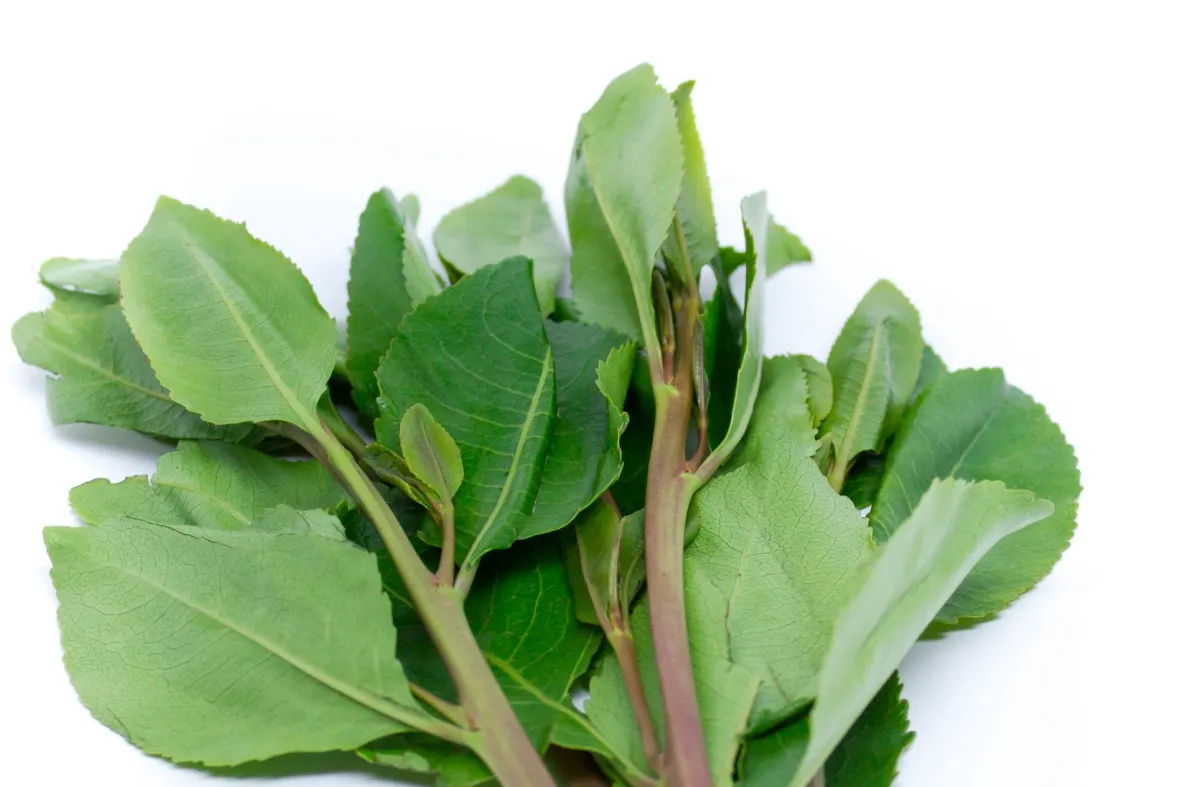 Khat