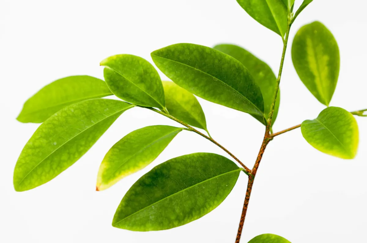 Bolivia and Peru — Coca