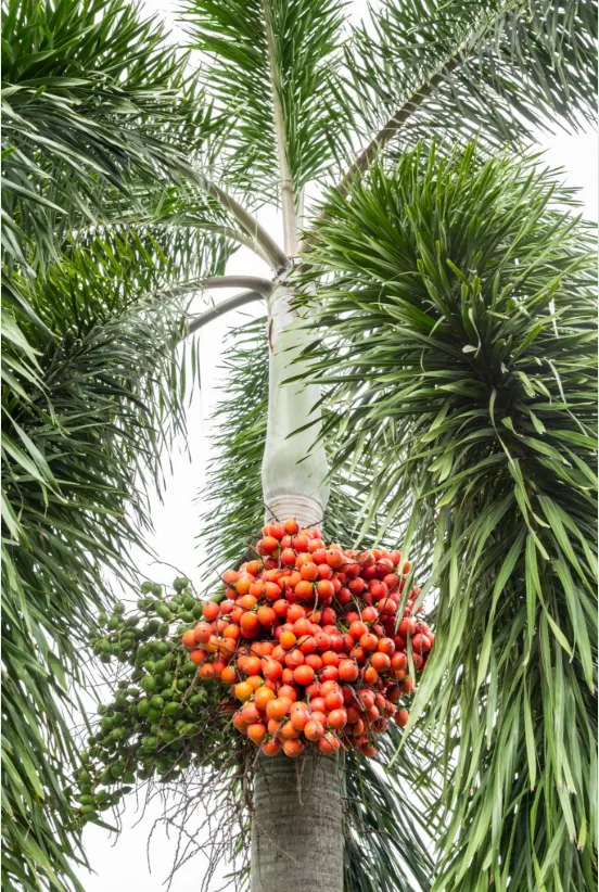 Betel and Areca Nut