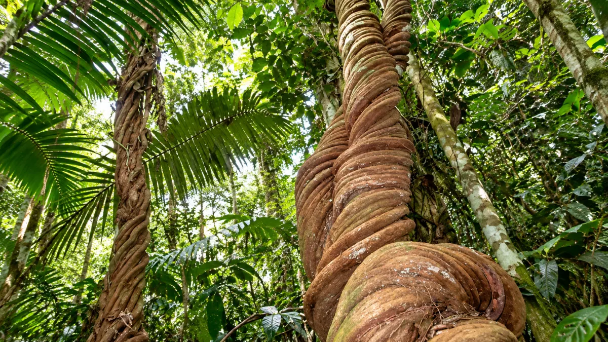 Ayahuasca