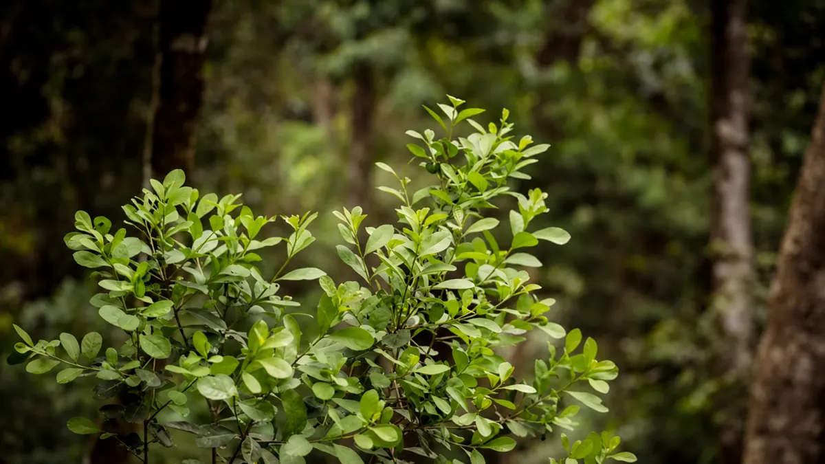Argentina, Uruguay, Paraguay, and Southern Brazil — Yerba Mate