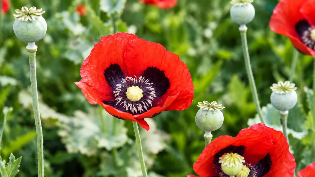 Opium Poppy