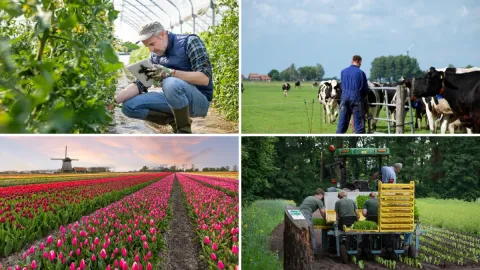 How the Netherlands Became the World's Agricultural Superpower Despite Its Small Size