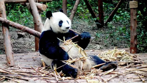 The Evolution of Giant Pandas: How They Became One of Nature's Most Vulnerable Bears