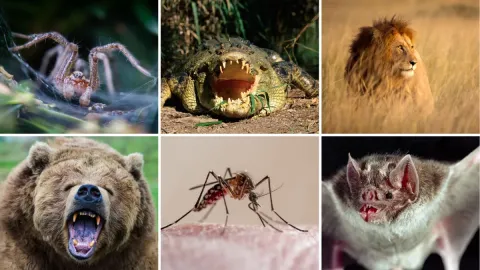 20 Most Ruthless Animals on Earth: The Secrets Behind Nature's Most Relentless Predators