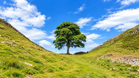 The Sycamore Gap Tree Was Cut Down. Its Story Is Far From Over