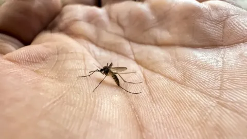 10 Simple Ways to Get Rid of Mosquitoes at Home