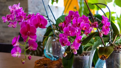 Orchid Flowers: Types, Meaning, Care Tips, and Growing Guide
