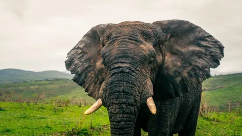 Why Do Elephants Have Such Big Ears? The Surprising Secret Behind Nature’s Gentle Giants
