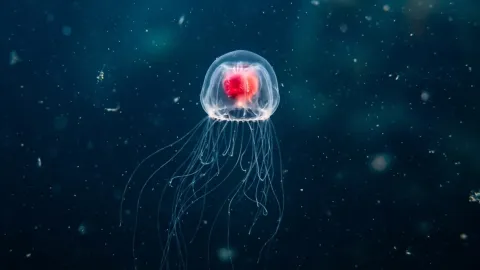 Immortal Jellyfish: The Creature That Refuses to Die and Could Rewire Human Aging