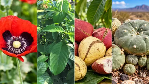 20 Traditional Plants Around the World Known for Their Stimulant and Psychoactive Effects