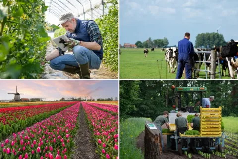 How the Netherlands Became the World's Agricultural Superpower Despite Its Small Size