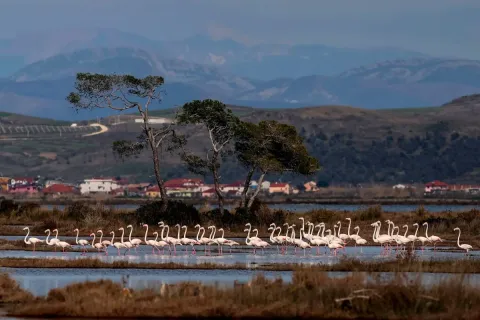 Albania's Hidden Flamingo Paradise: Discover Karavasta Lagoon, the Pink Jewel of the Adriatic