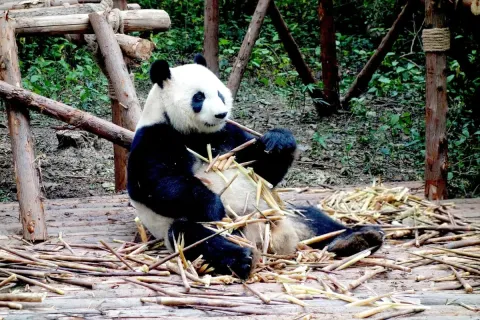 The Evolution of Giant Pandas: How They Became One of Nature's Most Vulnerable Bears