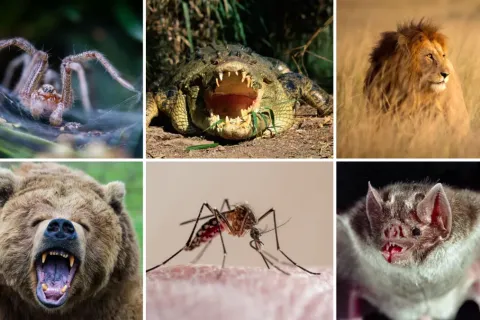 20 Most Ruthless Animals on Earth: The Secrets Behind Nature's Most Relentless Predators