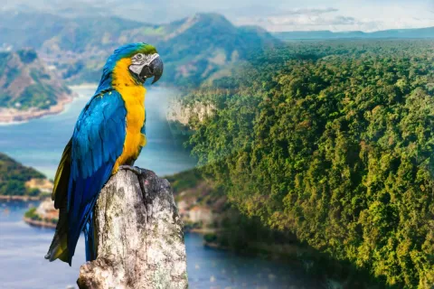 21 Amazing Amazon Rainforest Facts That Sound Too Incredible to Be True