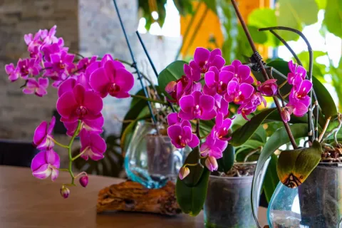 Orchid Flowers: Types, Meaning, Care Tips, and Growing Guide