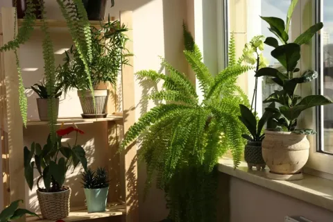 15 Beautiful Low-Maintenance Plants for Busy Homeowners