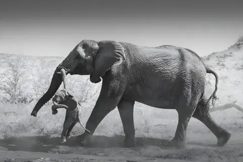 The Heartbreaking Photo of an Elephant Carrying a Dead Calf — and the Story Behind It