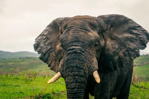 Why Do Elephants Have Such Big Ears? The Surprising Secret Behind Nature’s Gentle Giants